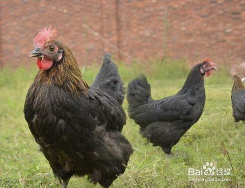 国产老鸡露脸视频,揭秘神秘幕后故事