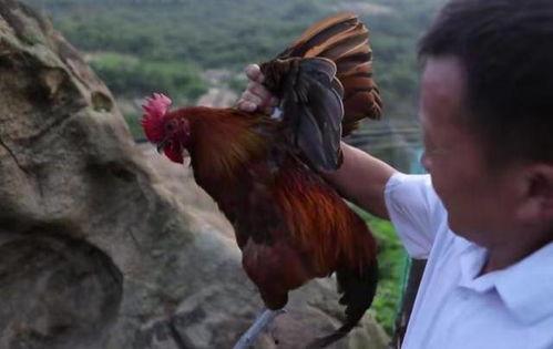 国产老鸡露脸视频,揭秘神秘幕后故事 第2张 国产老鸡露脸视频,揭秘神秘幕后故事 第2张
